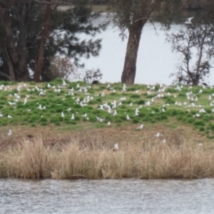 Chroicocephalus novaehollandiae at Acton, ACT - 28 Aug 2023