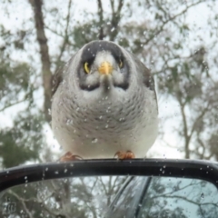 Manorina melanocephala (Noisy Miner) at Acton, ACT - 28 Aug 2023 by RodDeb