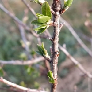 Pyrus sp. at Fadden, ACT - 27 Aug 2023