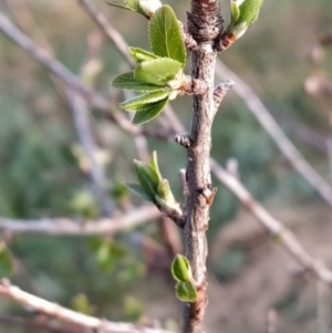 Pyrus sp. at Fadden, ACT - 27 Aug 2023 07:49 AM