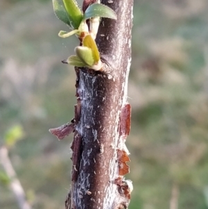 Pyrus sp. at Fadden, ACT - 27 Aug 2023 07:49 AM