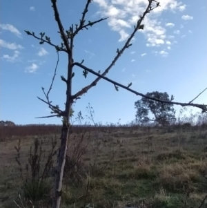 Pyrus sp. at Fadden, ACT - 27 Aug 2023 07:49 AM