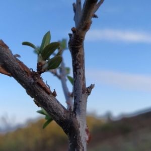 Pyrus sp. at Fadden, ACT - 27 Aug 2023