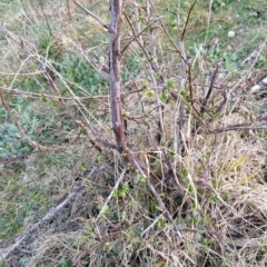 Pyrus sp. at Fadden, ACT - 27 Aug 2023 07:49 AM