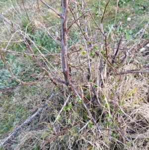 Pyrus sp. at Fadden, ACT - 27 Aug 2023 07:49 AM