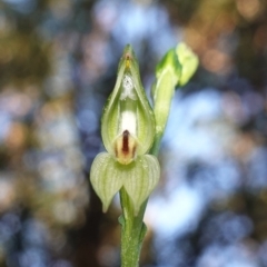Pterostylis longifolia (Tall Greenhood) at Callala Creek Bushcare - 9 Jun 2023 by RobG1