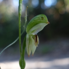 Pterostylis longifolia at Callala Beach, NSW - 9 Jun 2023