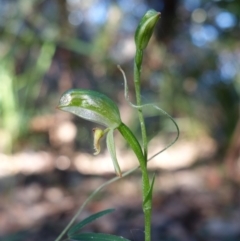 Pterostylis longifolia at Callala Beach, NSW - 9 Jun 2023