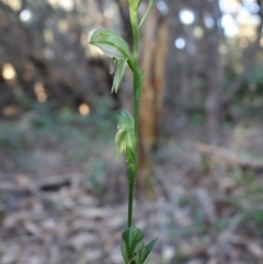 Pterostylis longifolia at Callala Beach, NSW - suppressed