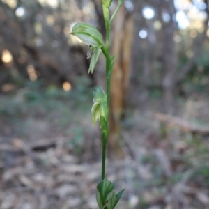 Pterostylis longifolia at Callala Beach, NSW - 9 Jun 2023