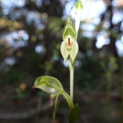 Pterostylis longifolia at Callala Beach, NSW - suppressed