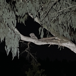 Podargus strigoides at Denman Prospect, ACT - 28 Aug 2023 09:08 PM