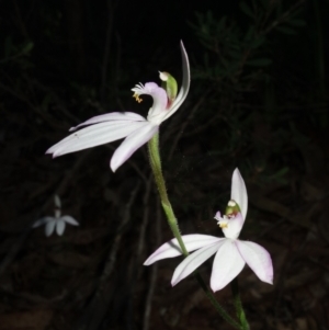 Caladenia picta at Callala Beach, NSW - suppressed