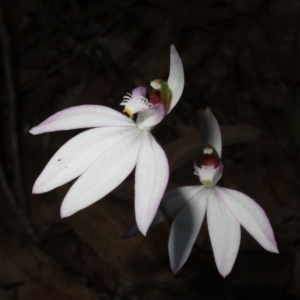 Caladenia picta at Callala Beach, NSW - suppressed