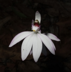 Caladenia picta at Callala Beach, NSW - suppressed