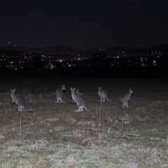 Macropus giganteus (Eastern Grey Kangaroo) at Stromlo, ACT - 28 Aug 2023 by JimL