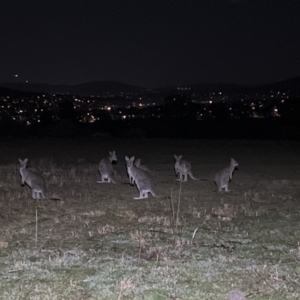 Macropus giganteus at Stromlo, ACT - 28 Aug 2023 09:22 PM