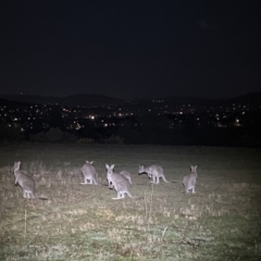 Macropus giganteus at Stromlo, ACT - 28 Aug 2023 09:22 PM