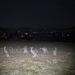 Macropus giganteus at Stromlo, ACT - 28 Aug 2023 09:22 PM