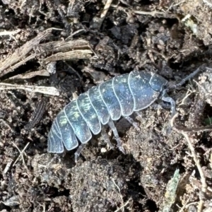 Armadillidium vulgare at Aranda, ACT - 27 Aug 2023