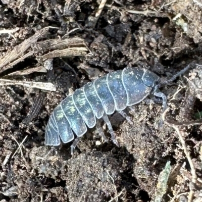 Armadillidium vulgare (Slater bug, woodlouse, pill bug, roley poley) at Aranda, ACT - 27 Aug 2023 by KMcCue