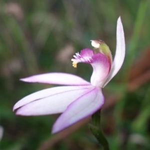 Caladenia picta at Callala Beach, NSW - suppressed