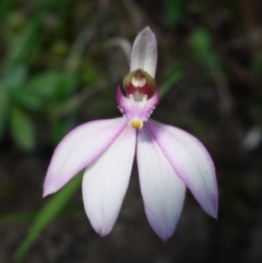 Caladenia picta at Callala Beach, NSW - suppressed