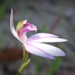 Caladenia picta at Callala Beach, NSW - suppressed