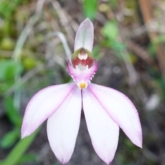 Caladenia picta at Callala Beach, NSW - suppressed