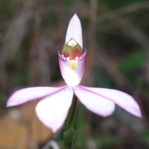 Caladenia picta at Callala Beach, NSW - suppressed