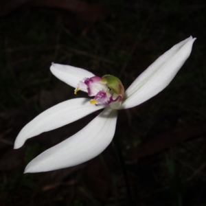 Caladenia picta at Callala Beach, NSW - suppressed