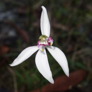 Caladenia picta at Callala Beach, NSW - suppressed