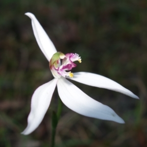 Caladenia picta at Callala Beach, NSW - suppressed