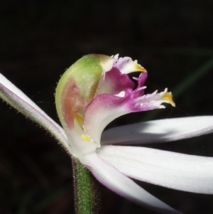 Caladenia picta at Callala Beach, NSW - suppressed