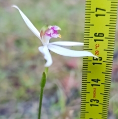 Caladenia picta at Callala Beach, NSW - 9 Jun 2023