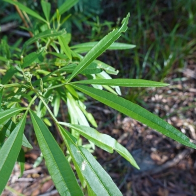 Zieria arborescens subsp. decurrens at Booderee National Park - 10 Jun 2023 by RobG1