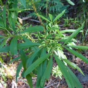 Zieria arborescens subsp. decurrens at Jervis Bay, JBT - 10 Jun 2023 11:12 AM