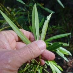 Zieria arborescens subsp. decurrens at Jervis Bay, JBT - 10 Jun 2023 11:12 AM