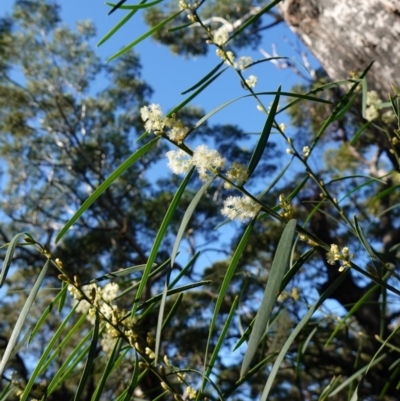 Acacia suaveolens (Sweet Wattle) at Jervis Bay, JBT - 10 Jun 2023 by RobG1