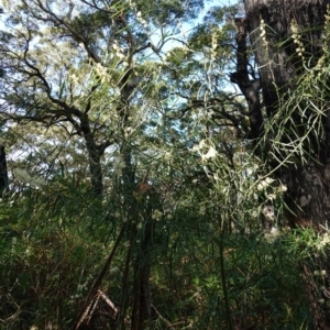 Acacia suaveolens at Jervis Bay, JBT - 10 Jun 2023