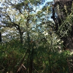 Acacia suaveolens at Jervis Bay, JBT - 10 Jun 2023