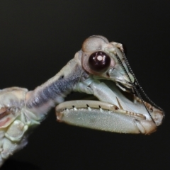 Unidentified Praying mantis (Mantodea) at Ormiston, QLD - 27 Aug 2023 by TimL