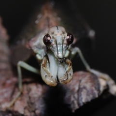 Mantispidae (Family) at Ormiston, QLD - 27 Aug 2023 10:13 AM