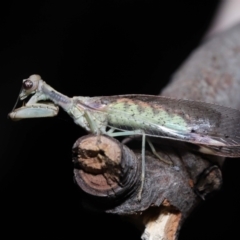 Mantispidae (Family) at Ormiston, QLD - 27 Aug 2023 10:13 AM