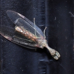 Mantispidae (Family) at Ormiston, QLD - 27 Aug 2023 10:13 AM