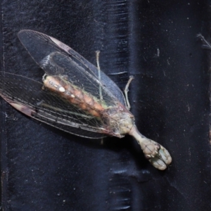 Mantispidae (Family) at Ormiston, QLD - 27 Aug 2023 10:13 AM