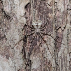 Tamopsis sp. (genus) (Two-tailed spider) at Wellington Point, QLD - 27 Aug 2023 by TimL