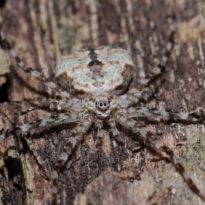 Tamopsis sp. (genus) at Wellington Point, QLD - 27 Aug 2023 10:04 AM