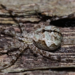 Tamopsis sp. (genus) at Wellington Point, QLD - 27 Aug 2023 10:04 AM