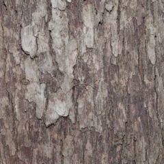 Tamopsis sp. (genus) at Wellington Point, QLD - 27 Aug 2023 10:04 AM